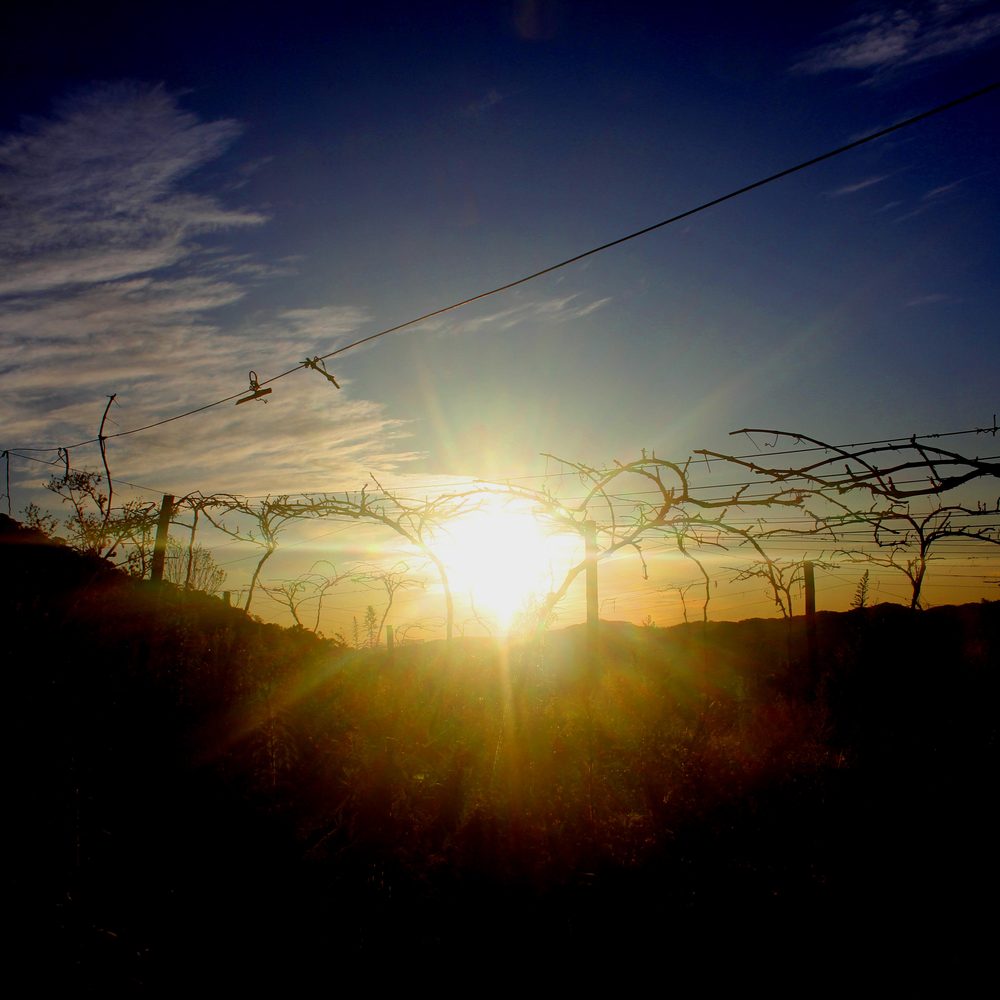 Parreiras podadas contra o sol nascente