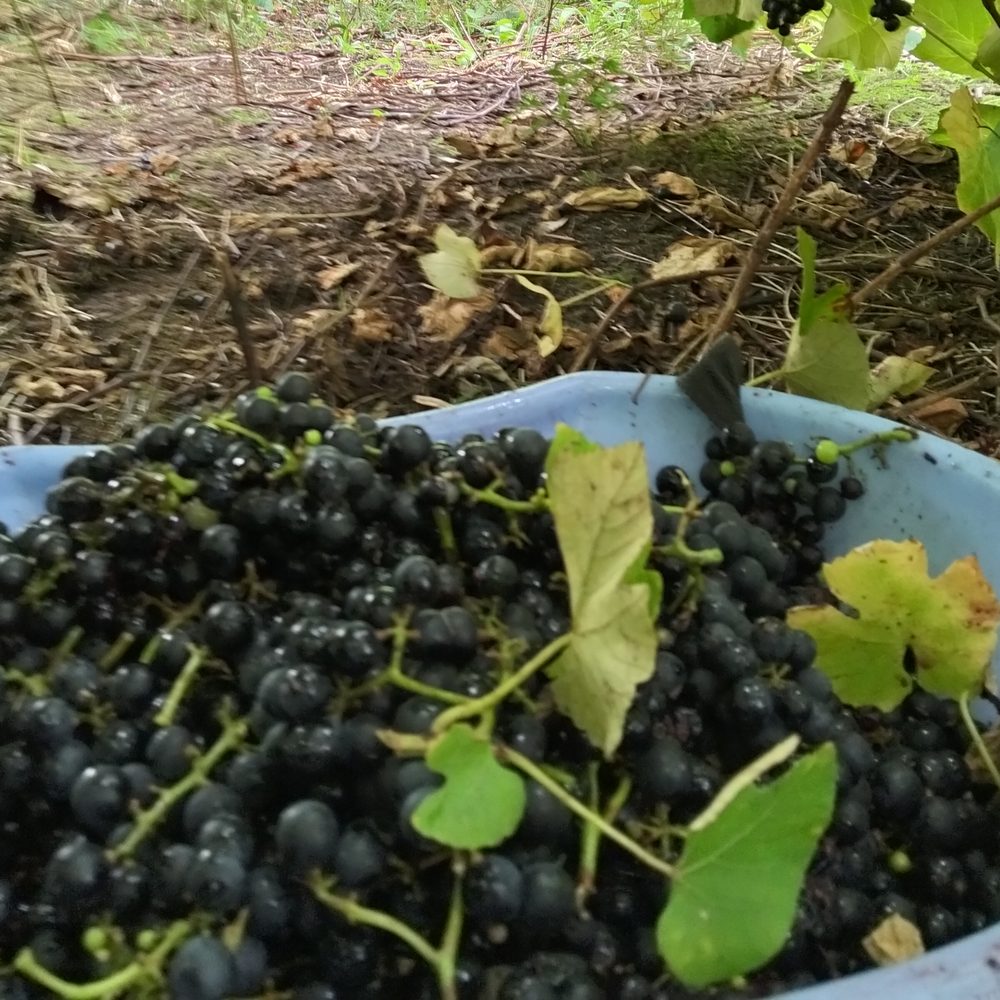 Bacia cheia de uva recém-colhida sob a latada
