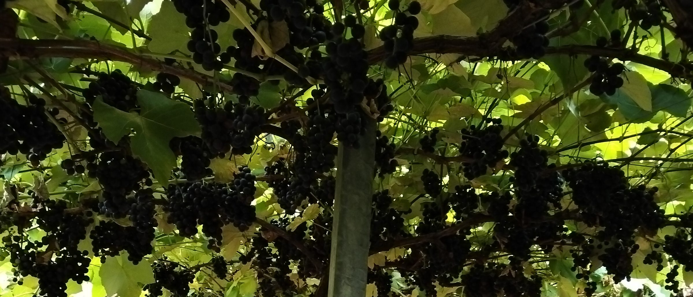 Cachos de uva sob a latada